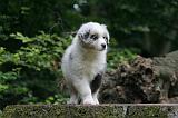 BERGER AUSTRALIEN PUPPIES 838